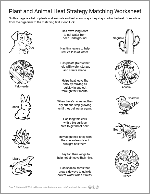 The plant and animal heat strategy matching worksheet.