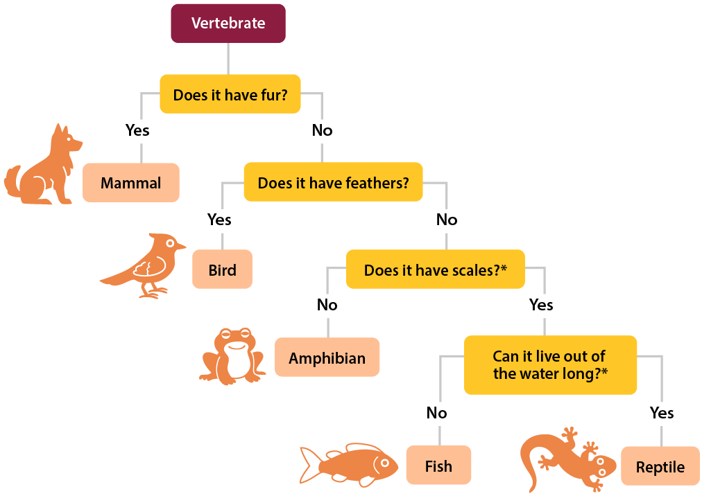 A tree identification key