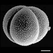 Pollen Grain S.E.M - &lt;em&gt; Claytonia virginica&lt;/em&gt; - Virginia spring beauty