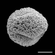 Pollen Grain S.E.M - <em> Ilex_opaca</em> - American holly