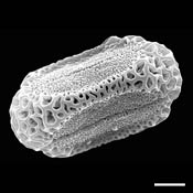 Pollen Grain S.E.M - &lt;em&gt; Polygonella americana&lt;/em&gt; - Southern jointweed