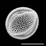 Pollen Grain S.E.M - &lt;em&gt; Salix exigua&lt;/em&gt; - Narrowleaf willow