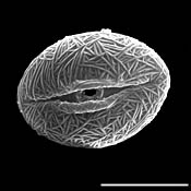 Pollen Grain S.E.M - &lt;em&gt; Sedum nuttallianum&lt;/em&gt; - Yellow stonecrop