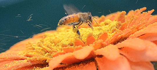 Honey bee kicks up pollen from a flower while it is out collecting.