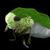 Astonishing Treehopper, 2014 Winner