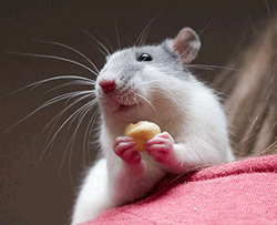 Memories can be transferred between rats