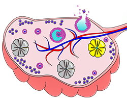 An inside look at an ovary, which is ovular and pink, and filled with colorful blood vessels and different kinds of tissue.