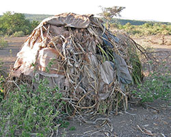 Hadza hut