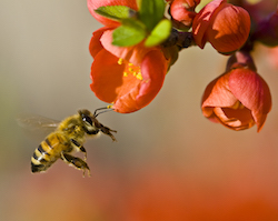 Bee pollinating flower