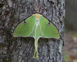 Luna moth Actias luna