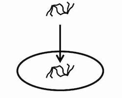 Horizontal gene transfer