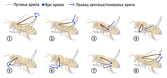 Bee flight wing path