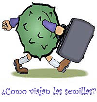 Image link to Las semillas se pasean