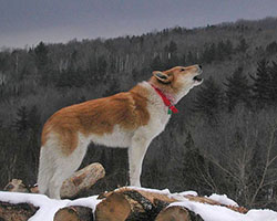 Dog howling