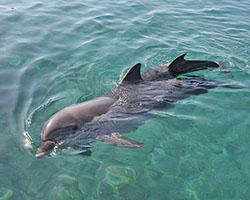 Dolphins