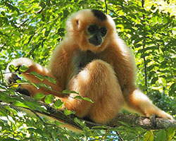 Gibbon