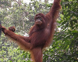 Orangutan