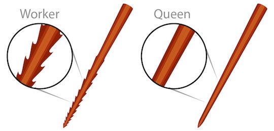 Bee stinger comparison of worker and queen stingers