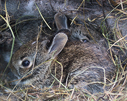 Two baby bunnies