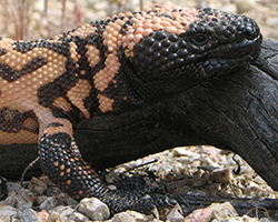 Gila monster head showing venom glands