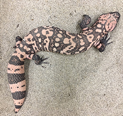 Gila monster color pattern