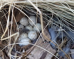 Quail eggs in a nest