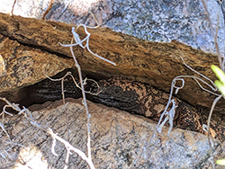 Two Gila monsters in a crack; image by Jeff Smith