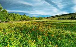 Field of flowers.