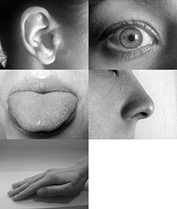 Five senses