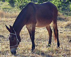 mule image