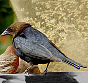 Brown-headed Cowbird thumbnail