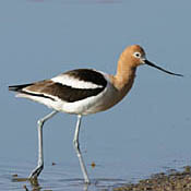 American Avocet thumbnail