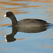 American Coot thumbnail