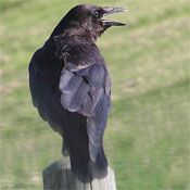 American Crow thumbnail