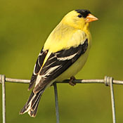 American Goldfinch thumbnail