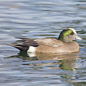 American Wigeon thumbnail