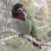 Anna's Hummingbird thumbnail