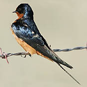 Barn Swallow thumbnail