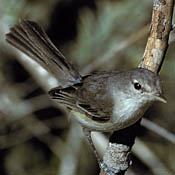 Bell's Vireo thumbnail