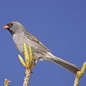 Black-chinned Sparrow thumbnail