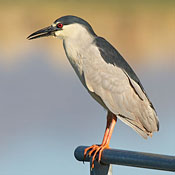 Black-crowned Night-Heron thumbnail