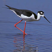 Black-necked Stilt thumbnail