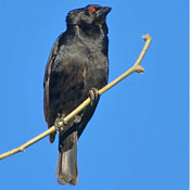 Bronzed Cowbird thumbnail