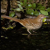 Brown Thrasher thumbnail