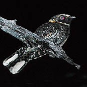 Buff-collared Nightjar thumbnail