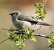 Bushtit | Ask A Biologist