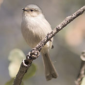 Bushtit | Ask A Biologist