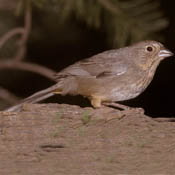 Canyon Towhee thumbnail