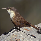 Canyon Wren thumbnail