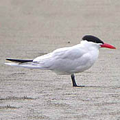 Caspian Tern thumbnail